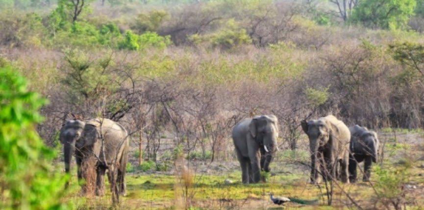 Saraswati Wildlife Sanctuary